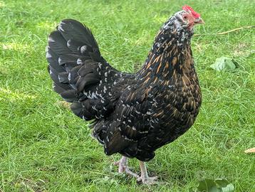 Gallina nana D'Anver