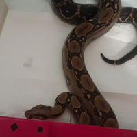 Boa imperator