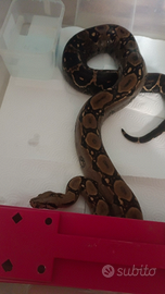 Boa imperator