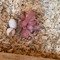 Parrocchetti dal collare