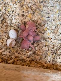 Parrocchetti dal collare