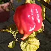 Semi Carolina Reaper-Habanero-Aji Chaparita