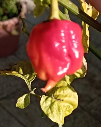 Semi Carolina Reaper-Habanero-Aji Chaparita