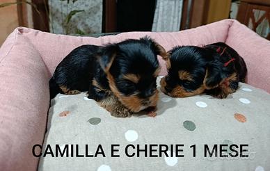 Bellissime cucciole. Mamma e papà Yorkshire con pe