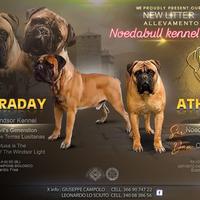 Noedabull Kennel cuccioli disponibili