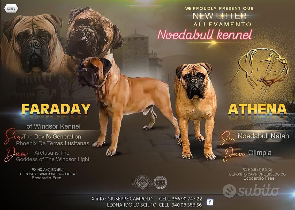 Bullmastiff Regalo e vendita animali
