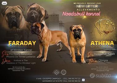 Noedabull Kennel cuccioli disponibili