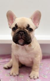 Bulldog francese