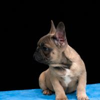 Bouledogue francese maschio