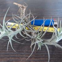 Pianta dell'aria Tillandsia