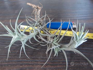 Pianta dell'aria Tillandsia