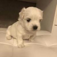 Maltipoo adorabile femminuccia