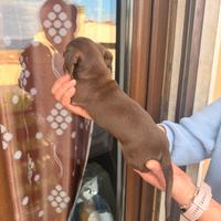 Cuccioli di bassotto cioccolato