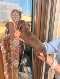 Cuccioli di bassotto cioccolato