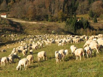 Pecore e capre