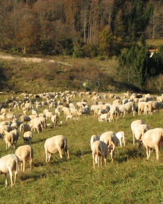 Pecore e capre