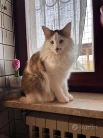 Cucciolona di norvegese delle foreste