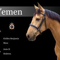 Cavallo da Dressage