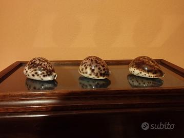 Conchiglie cipree tigrate