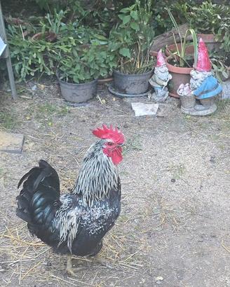 Gallo incrocio