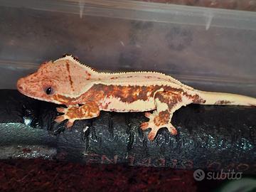 Geco correlophus ciliatus