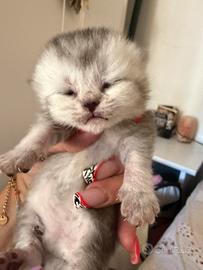 Cuccioli Scottish fold/straight