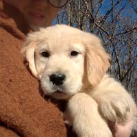 Ultimi due cuccioli di Golden retriever inglese