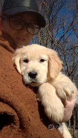 Ultimi due cuccioli di Golden retriever inglese
