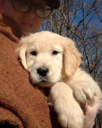 Ultimi due cuccioli di Golden retriever inglese