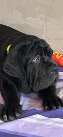 Mastino napoletano