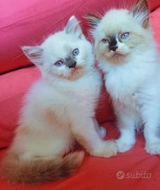 Ragdoll