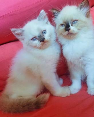 Ragdoll