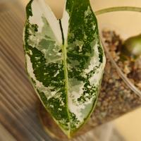 alocasia Frydek albo variegata 