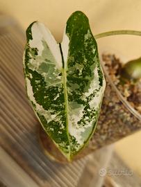 alocasia Frydek albo variegata 