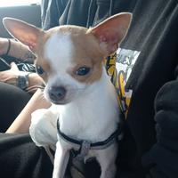 Chihuahua originale maschio