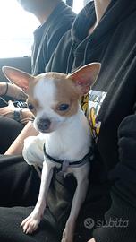 Chihuahua originale maschio