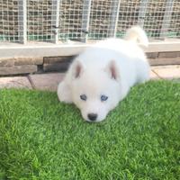 Cuccioli Husky