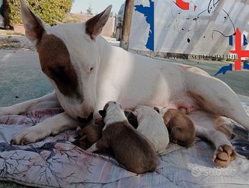 Bull Terrier Miniature