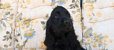 Animali cuccioli di cocker