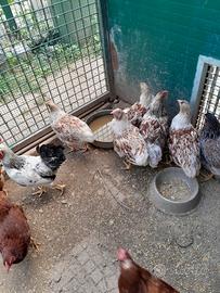 Galline wiandotte