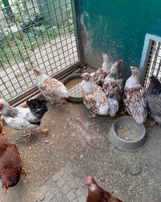 Galline wiandotte