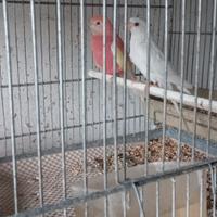 Neophema e parrocchetti