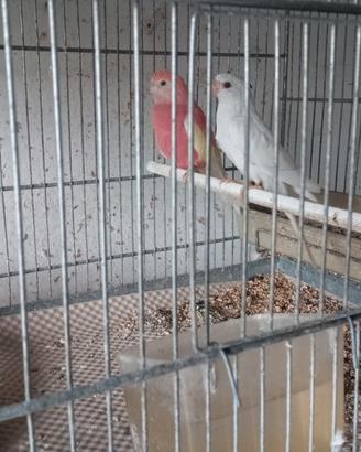 Neophema e parrocchetti