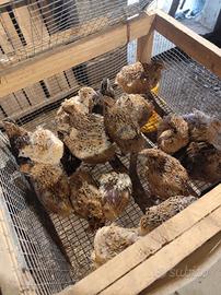 quaglie e quagliette 