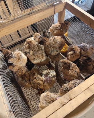 quaglie e quagliette 