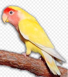 Lutino
