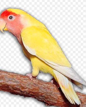 Lutino
