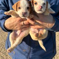 Cuccioli Jack Russell