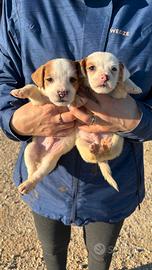 Cuccioli Jack Russell