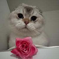 Scottish disponibile per monta